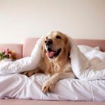 Pet-friendly Hotels